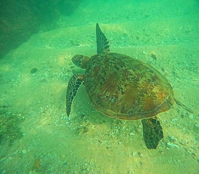 Mirissa: Guided Turtle Snorkeling Experience with Coral Reef - Key Points