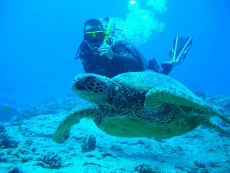 Mirissa: Guided Turtle Snorkeling Experience with Coral Reef - An Authentic and Practical Look at the Mirissa Snorkeling Tour