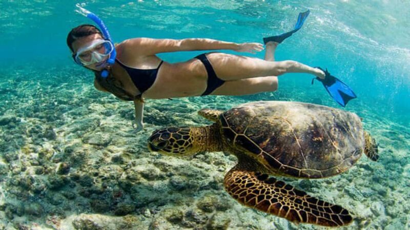 Mirissa: Guided Turtle Snorkeling Experience with Coral Reef - The Sum Up