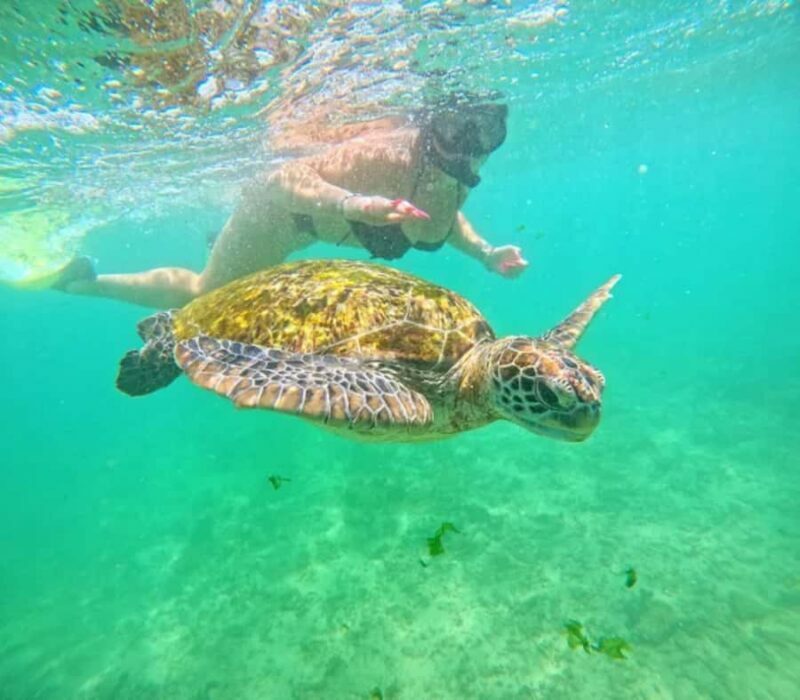 Mirissa: Guided Turtle Snorkeling Experience with Coral Reef - FAQ