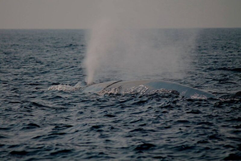 Mirissa: Morning Whale Watching Tour - Key Points