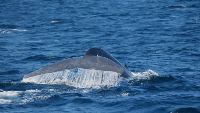 Mirissa: Morning Whale Watching Tour - Wildlife Experience