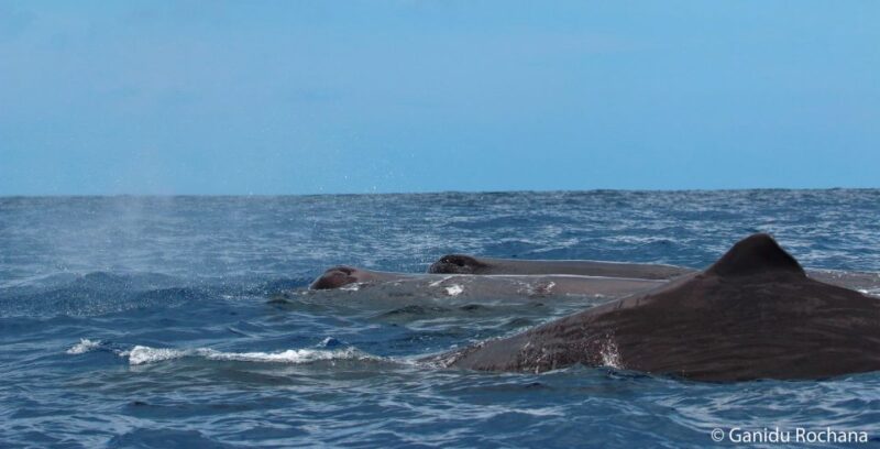 Mirissa: Morning Whale Watching Tour - Onboard Amenities