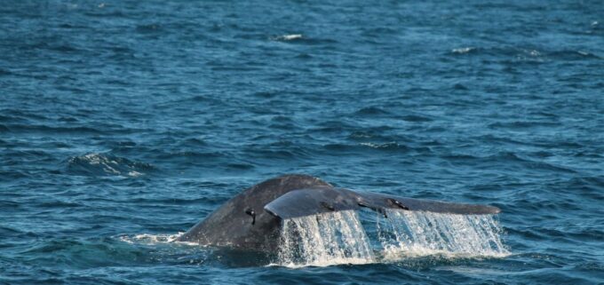 Mirissa: Morning Whale Watching Tour - Preparing for the Tour