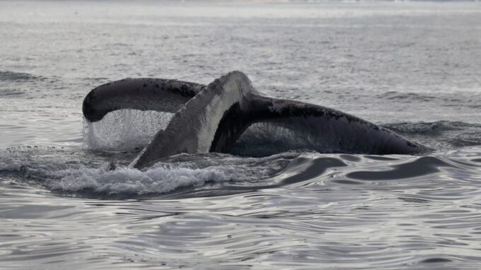 Mirissa: Morning Whale Watching Tour - Recap