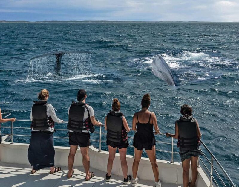 Mirissa: Morning Whale Watching Tour - Key Points