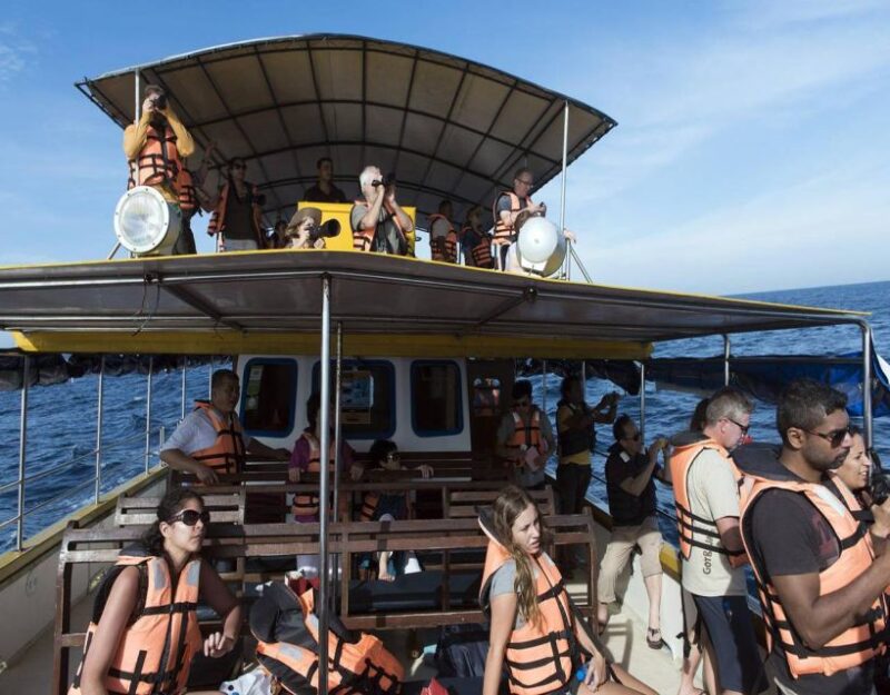 Mirissa: Morning Whale Watching Tour - Experience Highlights