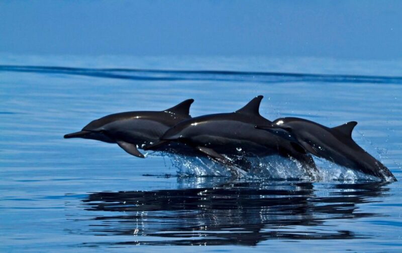 Mirissa: Morning Whale Watching Tour - Inclusions