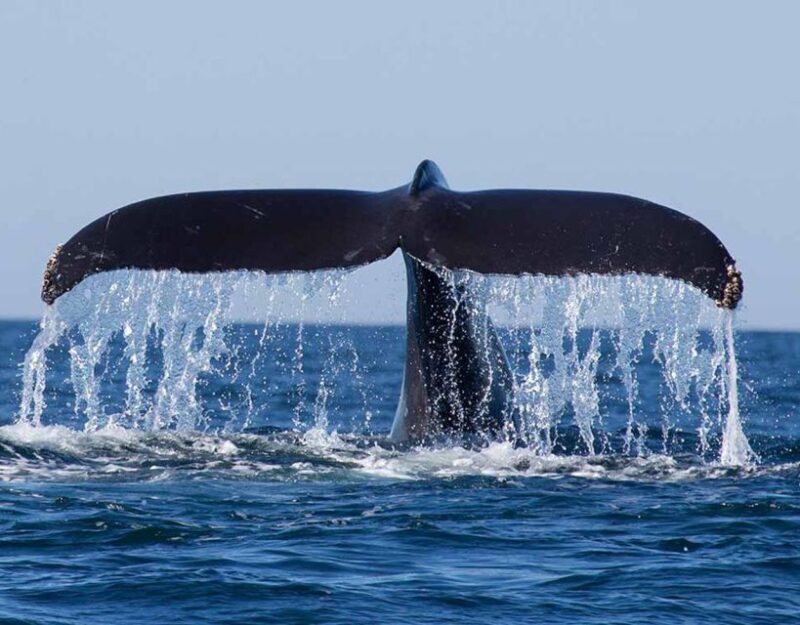 Mirissa: Morning Whale Watching Tour - Activity Details