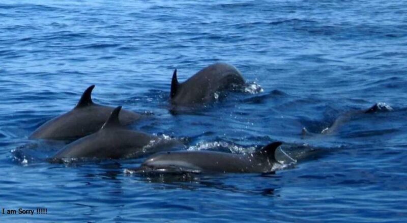 Mirissa: Ocean Elegance: Exclusive Whales & Dolphins Cruise - Supervised Swimming in the Ocean