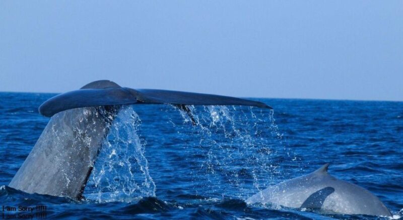 Mirissa: Ocean Elegance: Exclusive Whales & Dolphins Cruise - Convenient Pickup and Drop-off Locations