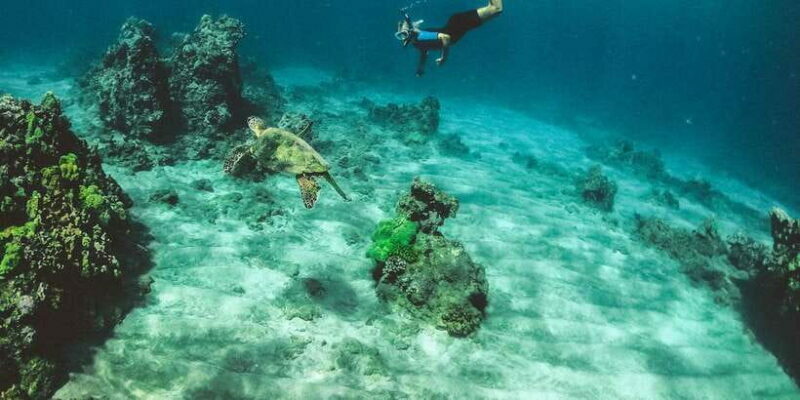 Mirissa: Snorkeling Experience with Turtles - Key Points