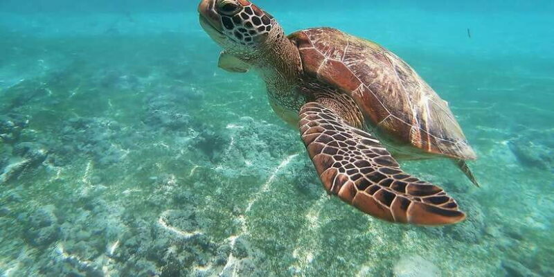 Mirissa: Snorkeling Experience with Turtles - An Honest Look at the Snorkeling Tour in Mirissa