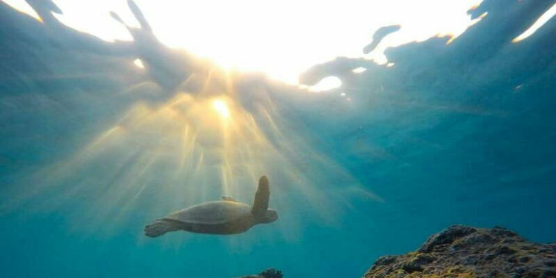 Mirissa: Snorkeling Experience with Turtles - The Sum Up