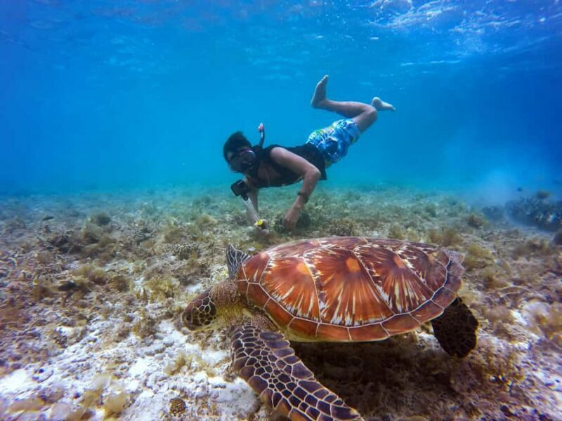 Mirissa Snorkeling Trip with Sea Turtles & Coral Reef - Key Points