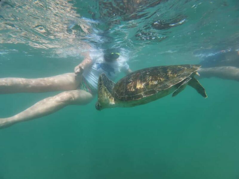 Mirissa Snorkeling Trip with Sea Turtles & Coral Reef - The Itinerary: Smooth and Focused