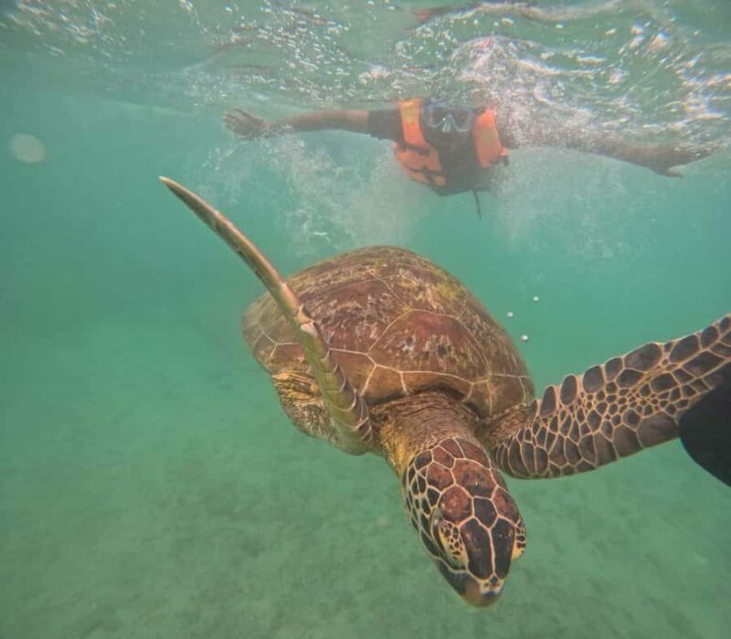 Mirissa Snorkeling Trip with Sea Turtles & Coral Reef - Why This Tour Offers Good Value