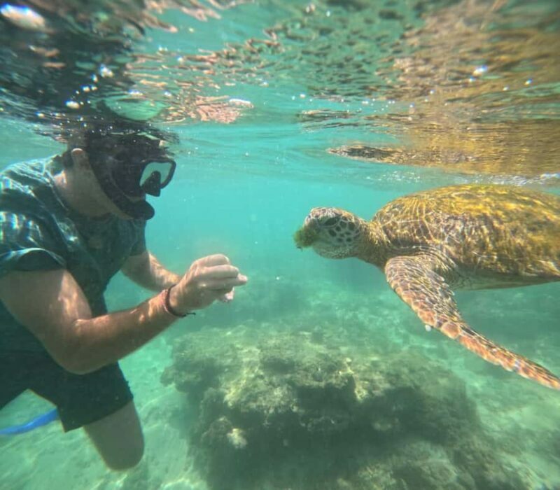 Mirissa Snorkeling Trip with Sea Turtles & Coral Reef - Authentic Experiences and Traveler Feedback