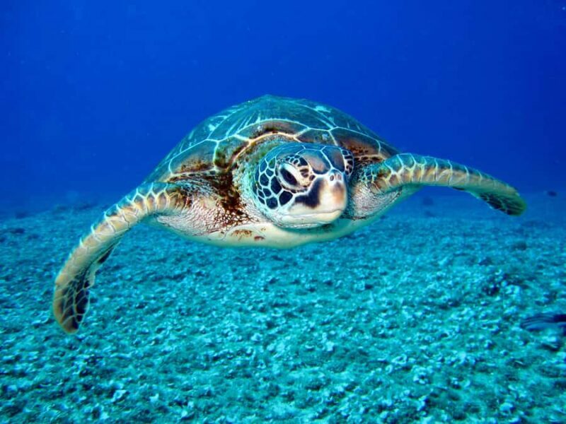 Mirissa Snorkeling Trip with Sea Turtles & Coral Reef - The Sum Up: Who Should Consider This Tour?