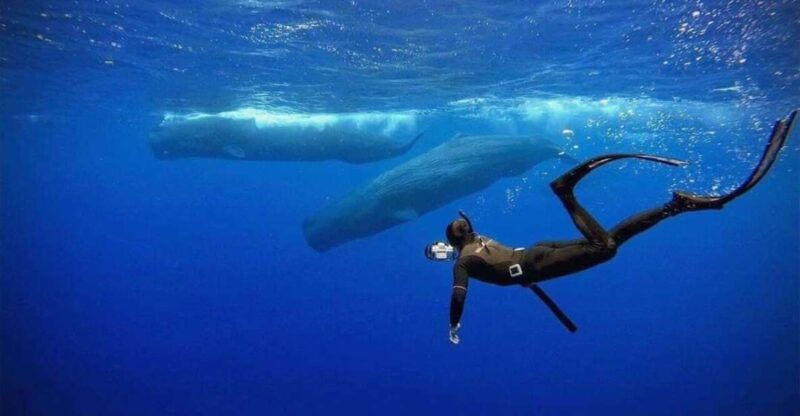 Mirissa: Snorkelling With Whales and Marine Life - Key Points