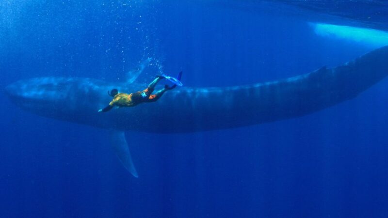 Mirissa: Snorkelling With Whales and Marine Life - Whats Included