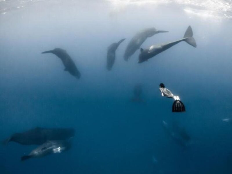 Mirissa: Snorkelling With Whales and Marine Life - Unforgettable Encounters