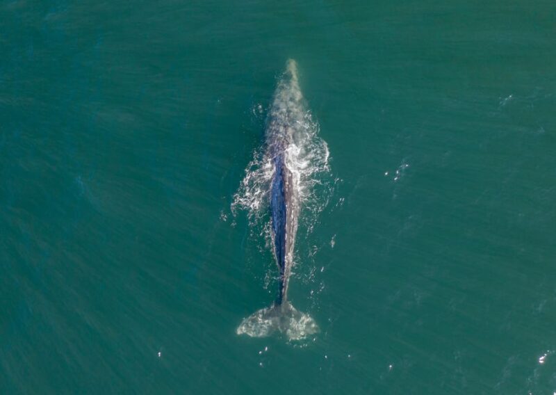 Mirissa: Snorkelling With Whales and Marine Life - Professional Guidance