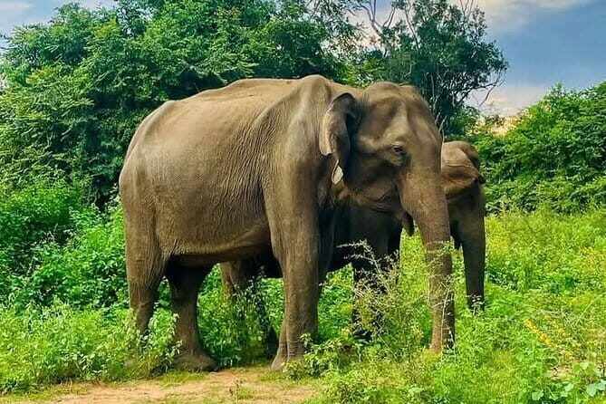 Mirissa, Weligama, Ahangama Transfer to Ella and Udawalawa Safari - Key Points