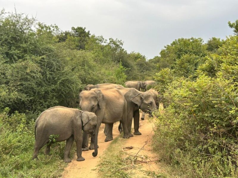 Mirissa/ Weligama : Drop to Ella With Udawalawe Safari Tour - Key Points