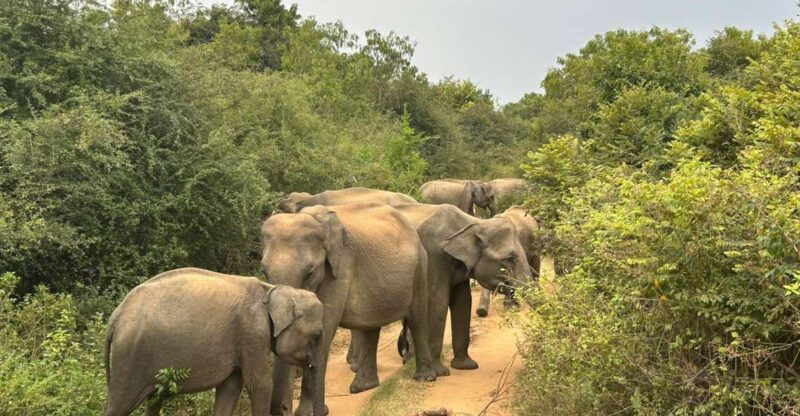 Mirissa/ Weligama : Drop to Ella With Udawalawe Safari Tour - Guided Experience