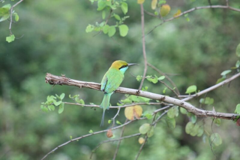 Mirissa/ Weligama : Drop to Ella With Udawalawe Safari Tour - Transportation and Logistics