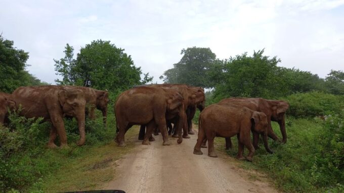 Mirissa/ Weligama : Drop to Ella With Udawalawe Safari Tour - Pricing and Cancellation