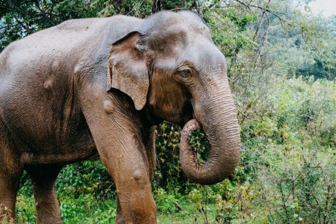 Mirissa/ Weligama : Drop to Ella With Udawalawe Safari Tour - Customer Reviews