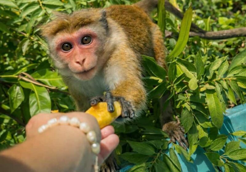 Mirissa/Weligama/Matara: Crocodile Watching & River Safari - Key Points