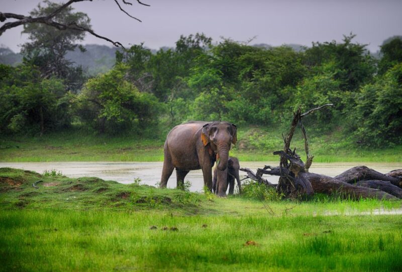 Mirissa, Weligama, or Galle: Transfer to Ella & Yala Safari - Key Points