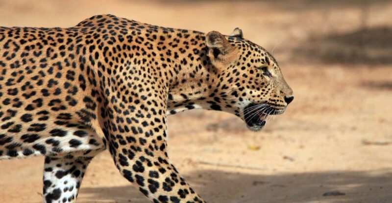 Mirissa, Weligama, or Galle: Transfer to Ella & Yala Safari - Experience and Highlights