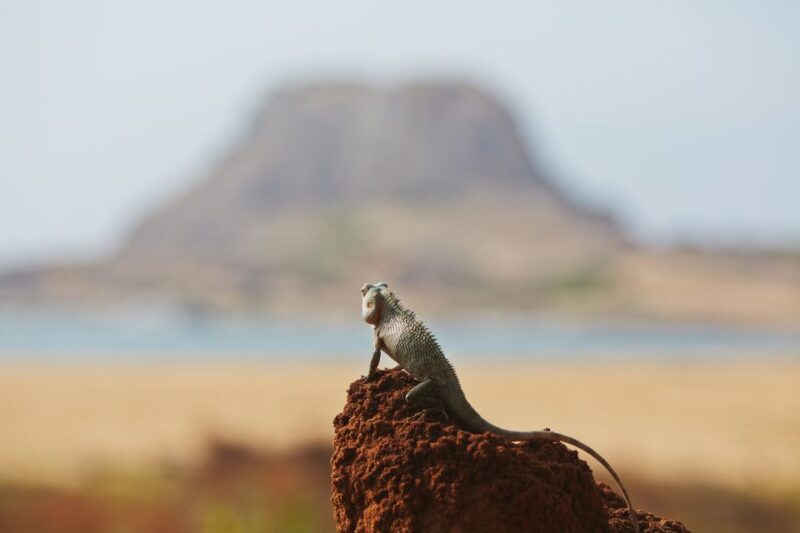 Mirissa, Weligama, or Galle: Transfer to Ella & Yala Safari - Safari Details