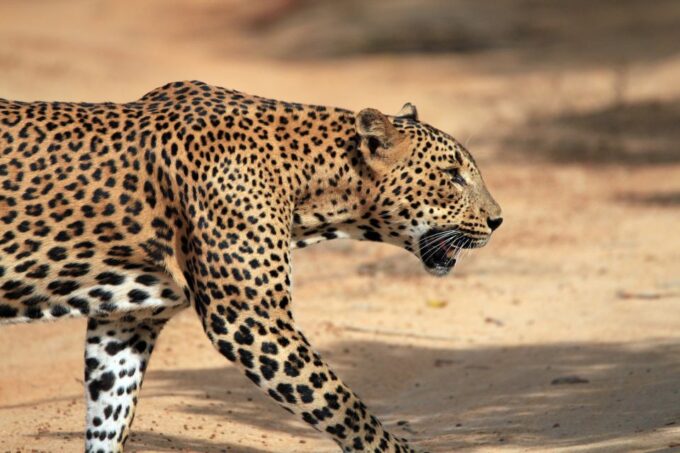 Mirissa, Weligama, or Galle: Transfer to Ella & Yala Safari - Recap