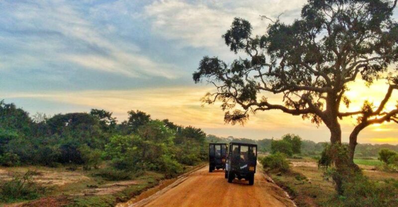 Mirissa/Weligama: Private Half-Day Leopard Safari in Yala - Key Points