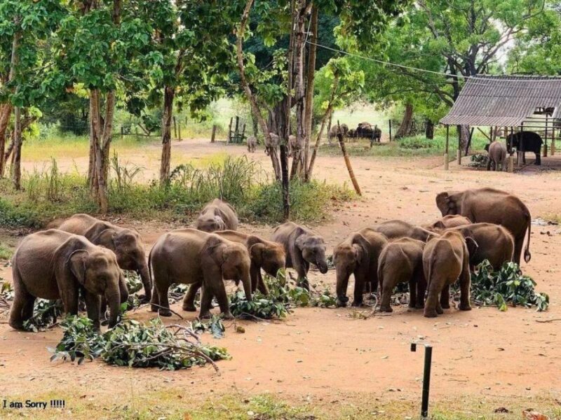 Mirissa/Weligama: Udawalawe Safari & Elephant Transits Home - Wildlife Experience