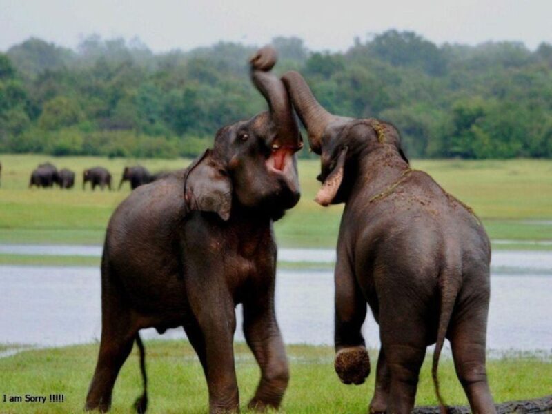 Mirissa/Weligama: Udawalawe Safari & Elephant Transits Home - Included in the Tour