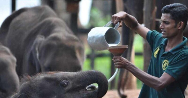 Mirissa/Weligama: Udawalawe Safari & Elephant Transits Home - Transportation Details