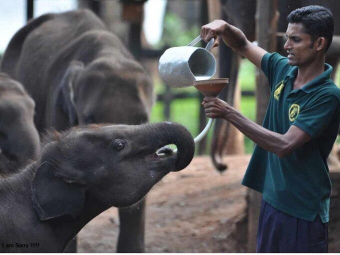 Mirissa/Weligama: Udawalawe Safari & Elephant Transits Home - Pickup Locations