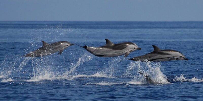 Mirissa: Whale & Dolphin Sightseeing Cruise - Itinerary
