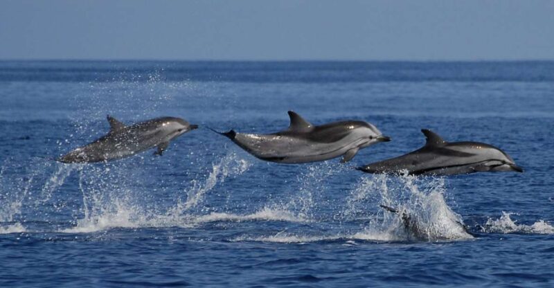 Mirissa: Whale & Dolphin Sightseeing Cruise - Inclusions