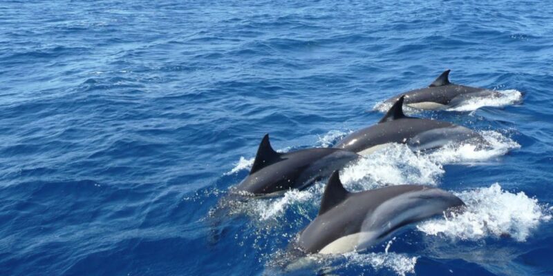 Mirissa: Whale & Dolphin Sightseeing Cruise - Safety Considerations