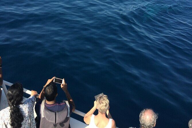Mirissa Whale & Dolphin Watching Cruise with Geeths Crew - The Experience in Detail: Setting Sail for Marine Encounters