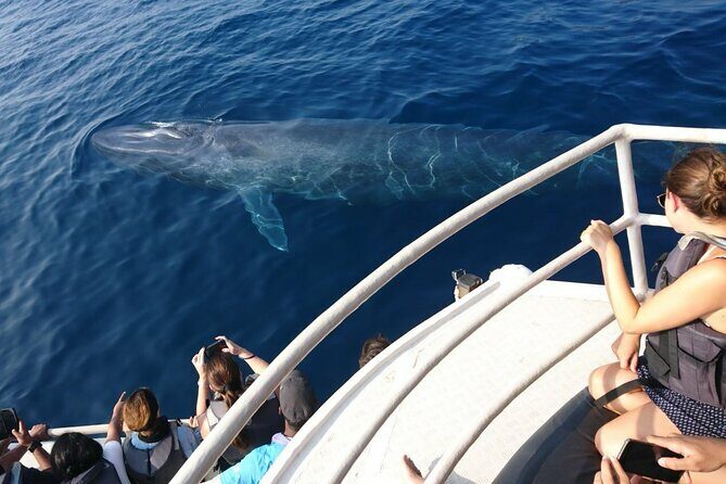 Mirissa Whale & Dolphin Watching Cruise with Geeths Crew - The Value of Your Ticket: Is It Worth It?