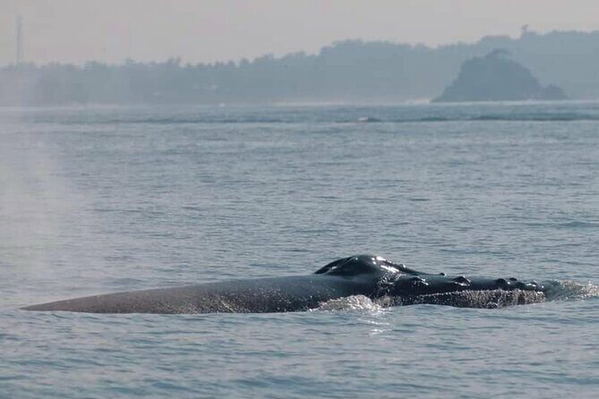 Mirissa Whale & Dolphin Watching Cruise with Geeths Crew - Who Should Consider This Tour?