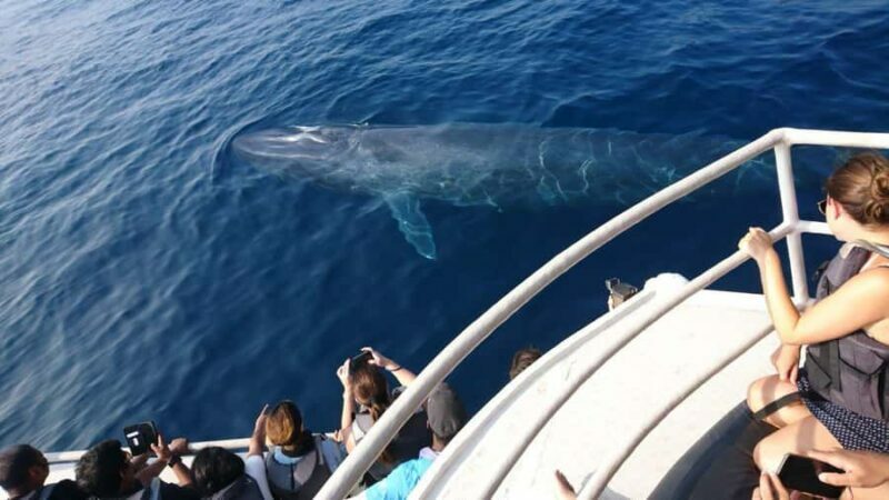 Mirissa: Whale & Dolphin Watching Cruise with Geeths Crew - Final Thoughts: Is It Worth It?